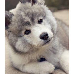 Meet your Posher, Sofia